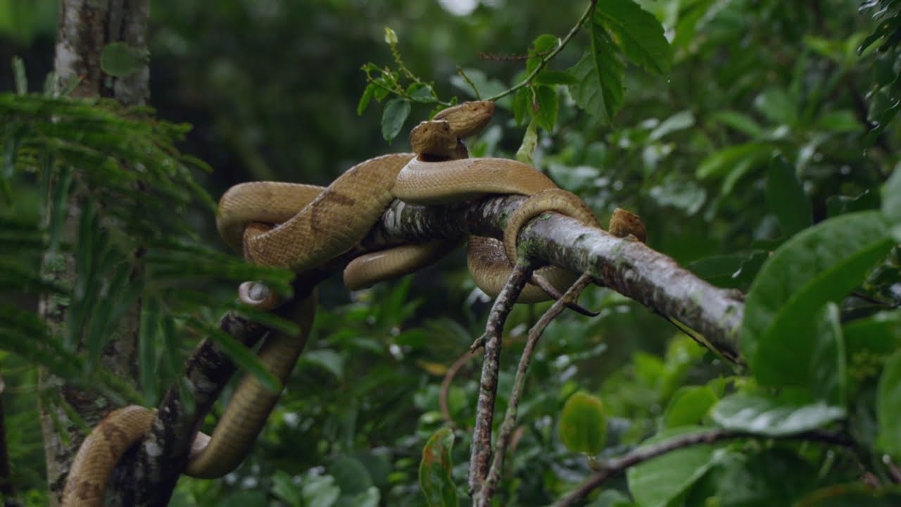 Mysterious Places you can NEVER visit - Snake Island